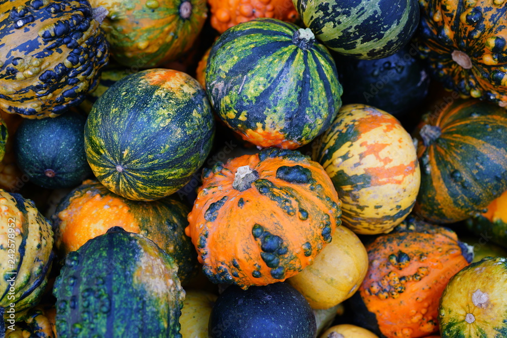 Basket of colorful decorative pumpkins and gourds in the fall