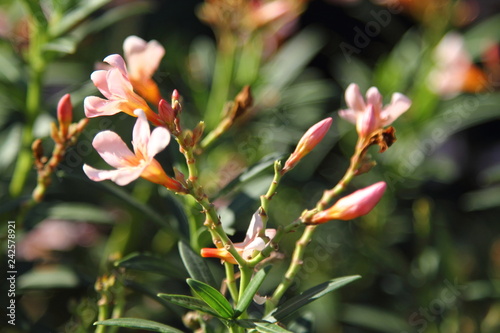 Beautiful flowers blooming in the garden  Bodrum Turkey