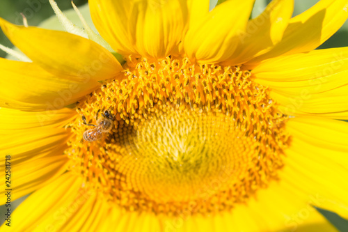 selective focus bee on sunflower