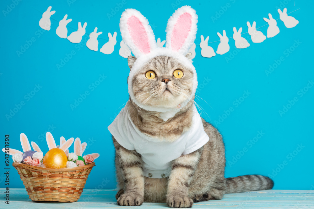 Funny Easter Bunny cat, cute with ears and Easter eggs. Easter background and composition