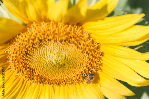 sunflower closeup with bee closeup