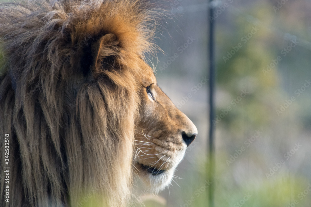 オスライオンの横顔 Stock 写真 Adobe Stock