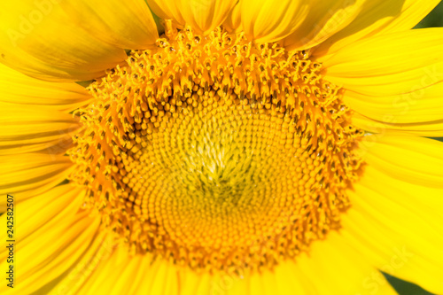 selective focus of yellow sunflower