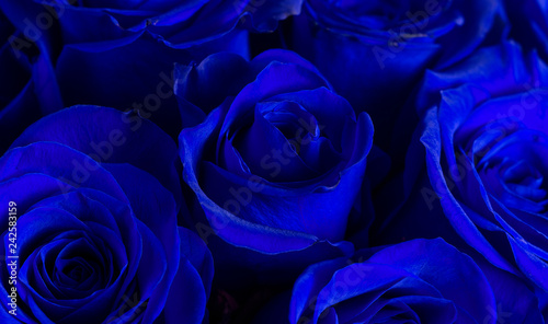 Fototapeta Naklejka Na Ścianę i Meble -  Close Up View of Royal Blue Roses