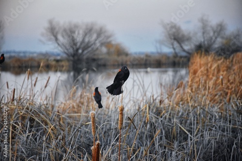 Red winged blackbird (Agelaius phoeniceus) close up in the wild in Colorado is a passerine bird of the family Icteridae found in most of North America and much of Central America. Pond, Broomfield CO