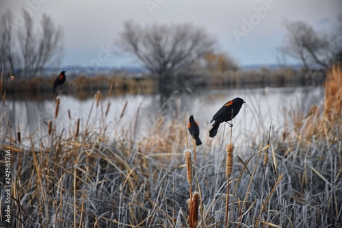 Red winged blackbird (Agelaius phoeniceus) close up in the wild in Colorado is a passerine bird of the family Icteridae found in most of North America and much of Central America. Pond, Broomfield CO photo