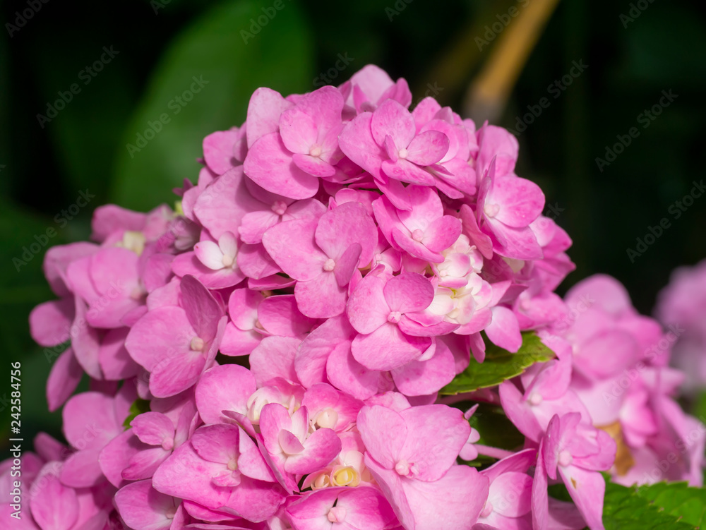 Fototapeta premium Close up Hydrangea flower