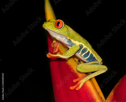 Red-eyed tree frog (Agalychnis callidryas) on a leaf, Alajuela, Costa Rica