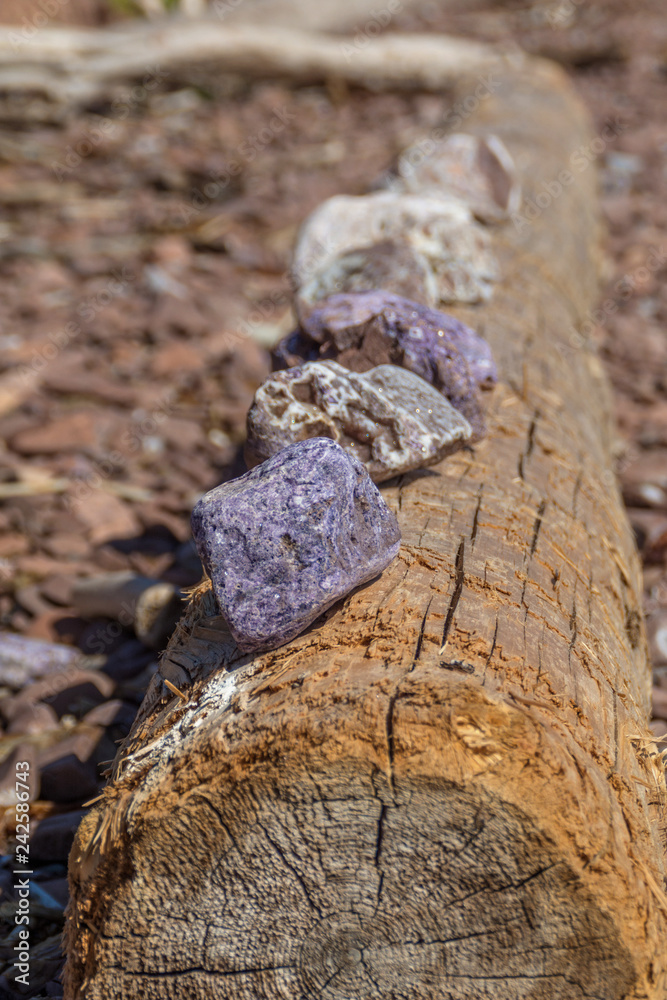 Fototapeta premium Amethyst brushes on the shore of the White Sea