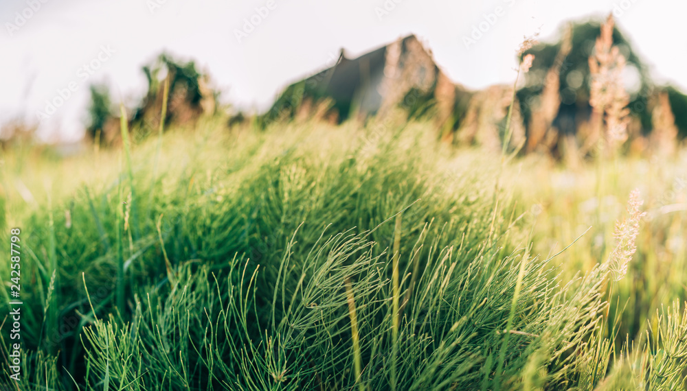 Fototapeta premium Close Up Summer Green Grass In Sunlight