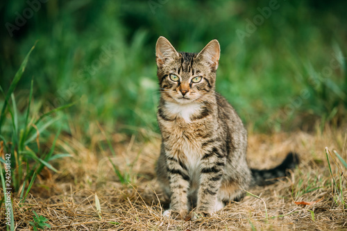 Cute Gray Cat Kitten At Grass Outdoor. © Grigory Bruev