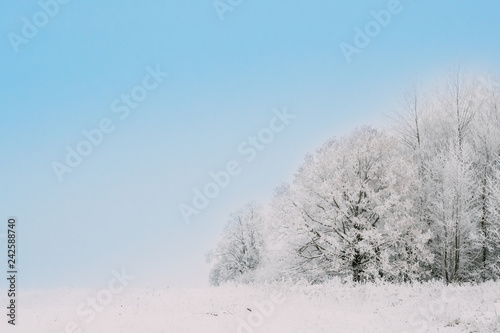 Snow-covered Field In Winter Frosty Day. Fluffy Trees In Snow. M