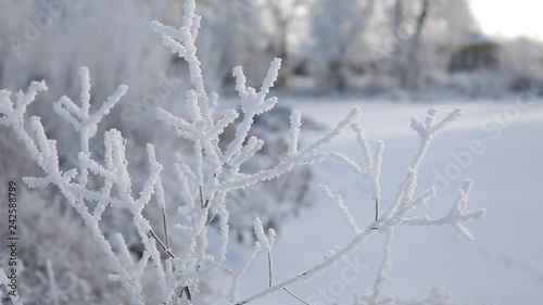 frost-covered branch of a bush