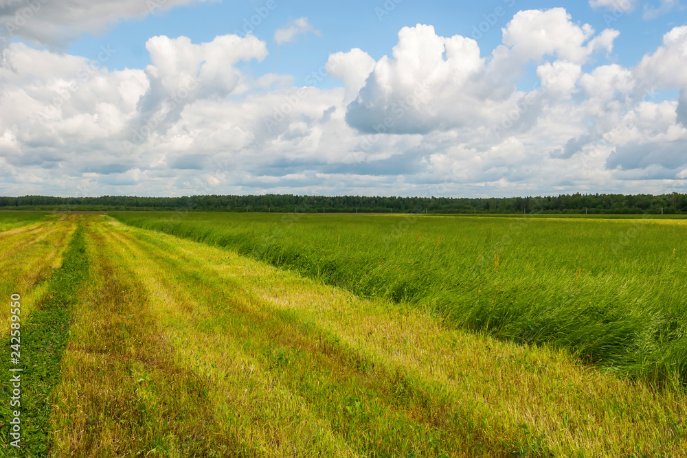 The field of wheat ears under the clear blue sky. Edges of the field leave far for the horizon The field of wheat ears under the clear blue sky. Edges of the field leave far for the horizon