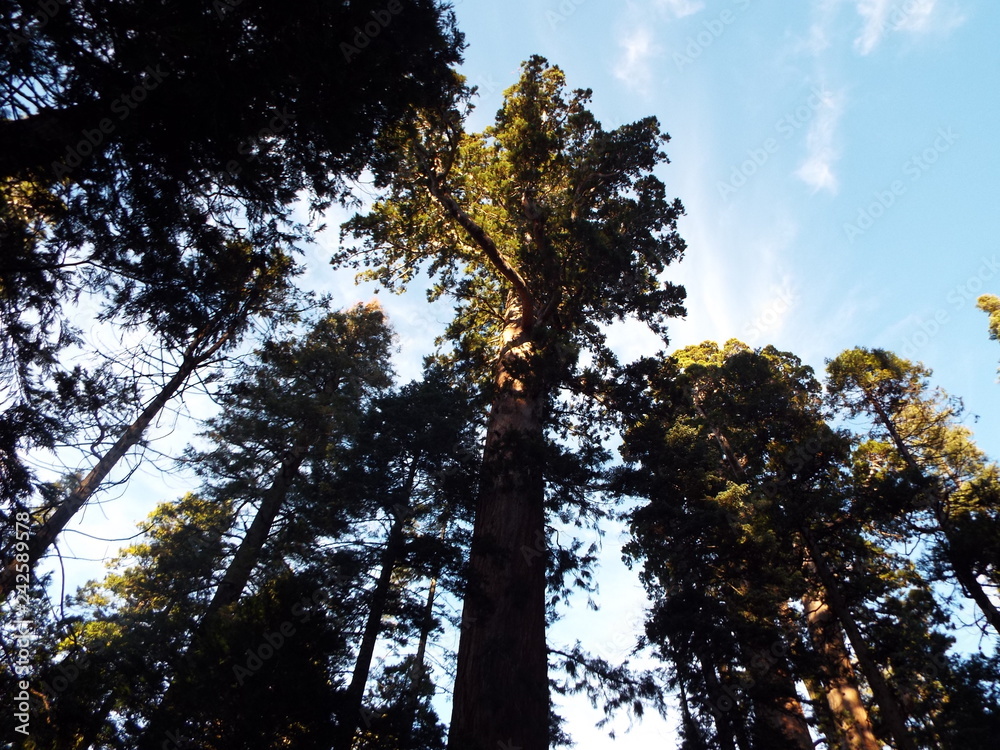 Obraz premium trees and sky