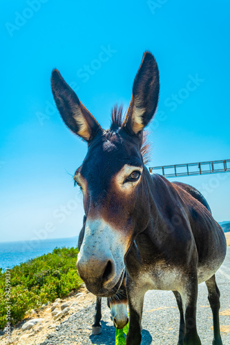 Wild donkeys are waiting at the entrance of Karpaz national park for tourists who give them something to eat, Cyprus photo