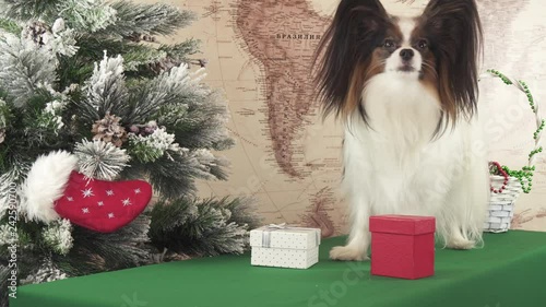 Papillon dog is looking for his gift near Christmas tree stock footage video photo