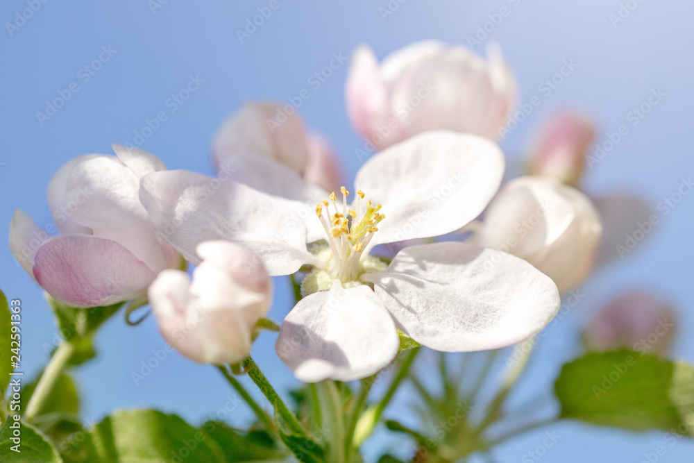 Fototapeta premium Frühlingsblüher Apfelbaum, Blüten und Knospen vor blauem Himmel