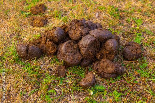 Fresh horse manure on green grass.