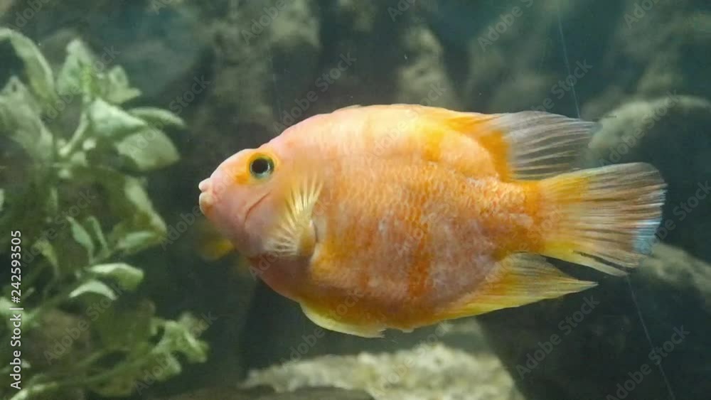 Orange Fish In an Aquarium with Sun Reflections - Closeup Orange Fish In an Aquarium with Sun Reflections - Closeup