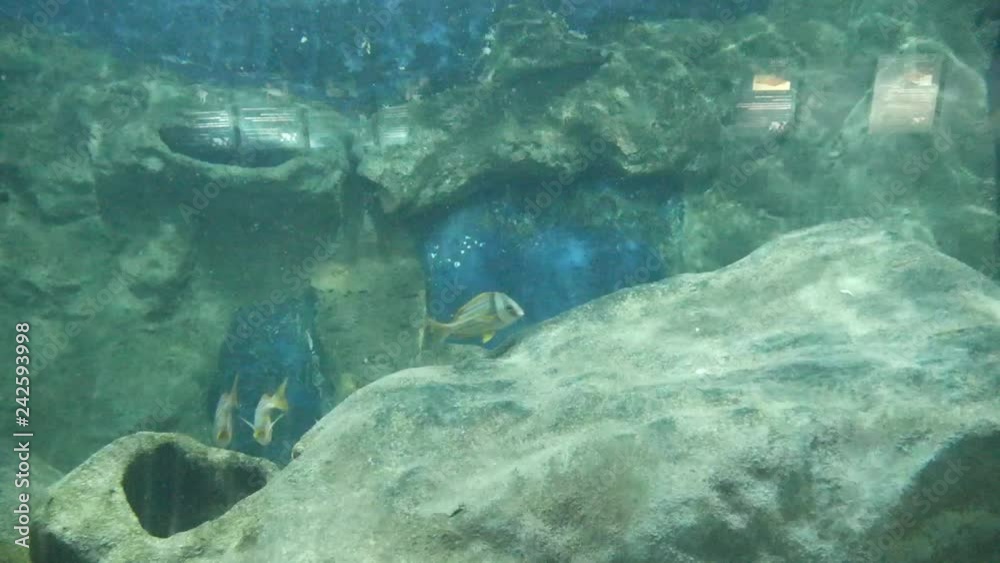 Striped fish with yellow tails and fins swimming around in a line Striped fish with yellow tails and fins swimming around in a line