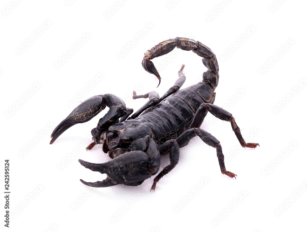 Scorpion on white background Scorpion on white background