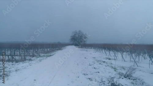 A lonely tree in the middle of viniculture, winter/snow photo