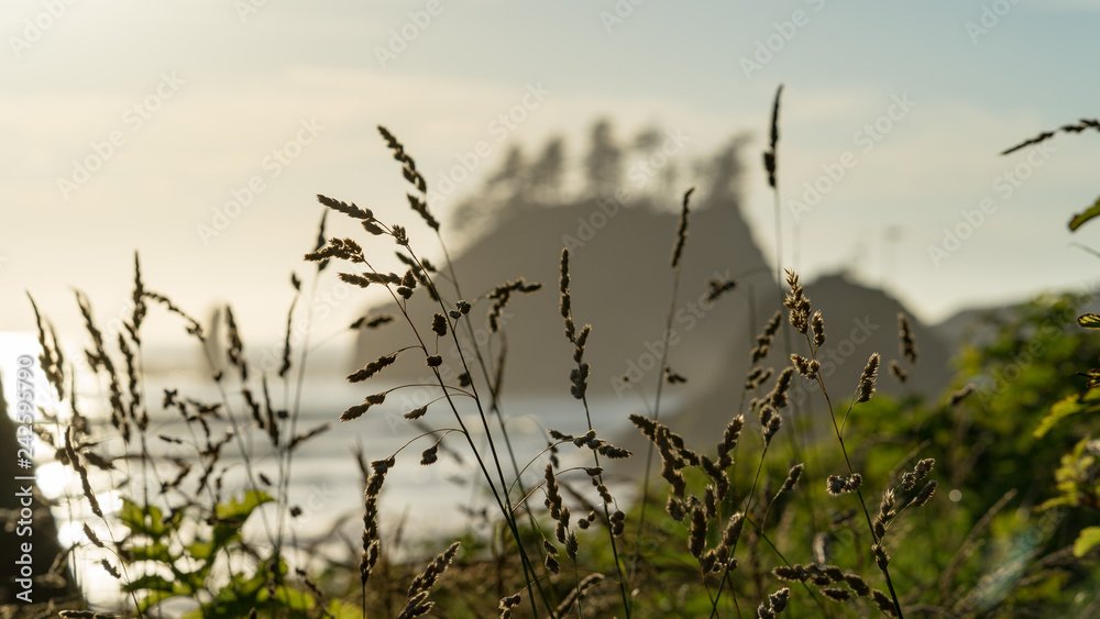 Obraz premium Early morning at iconic La Push in Olympic National Park