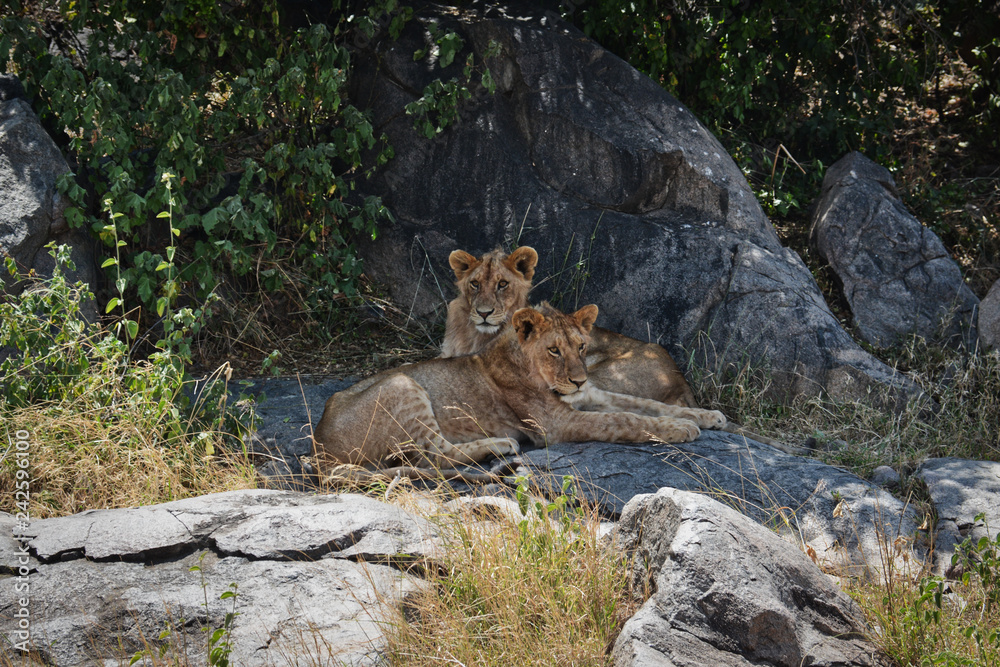 Two younger lions finding safety and cooler temperatures in the shade Two younger lions finding safety and cooler temperatures in the shade