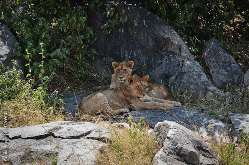 Two younger lions finding safety and cooler temperatures in the shade