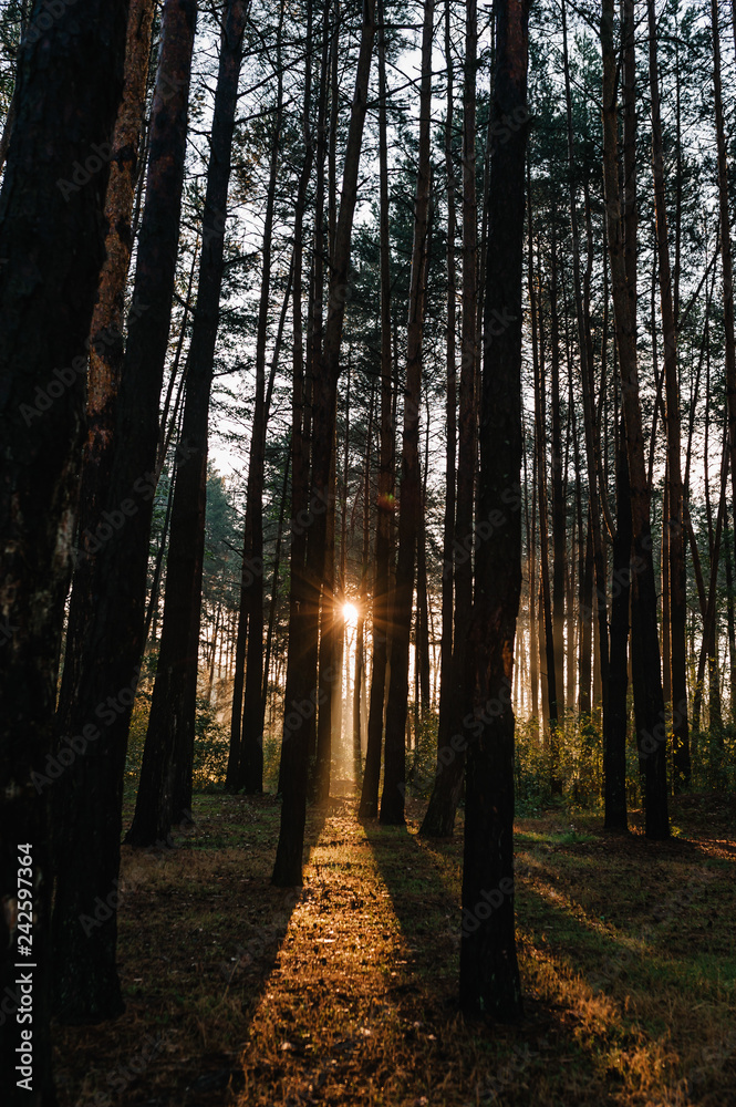 Fototapeta premium Natural forest of spruce trees. Vivid morning through fog in colorful forest with sun rays through branches of trees create mystic Atmosphere. Scenery of nature with sunlight into the forest.