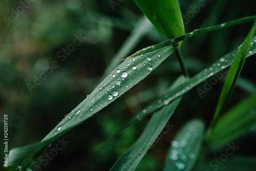 Beautiful green grass with dew and transparent rain water. Seasonal concept - summer morning. Large drops on a green texture leaf, macro in nature. Natural background. Spring.