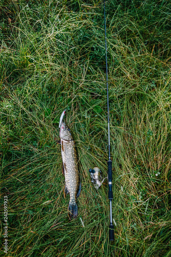 Great catch, pike with spinning lies on grass. fish, spoon. perch on hooks. fishing bait. close up. throw-line. fishing rod. Fishing background. Good catch. Trophy fish. angler. headshot. Great catch, pike with spinning lies on grass. fish, spoon. perch on hooks. fishing bait. close up. throw-line. fishing rod. Fishing background. Good catch. Trophy fish. angler. headshot.