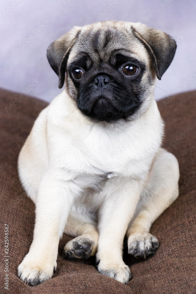 Looking sad or thoughtful puppy pug​​