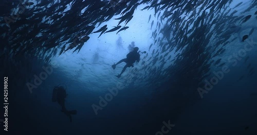 Underwater photographer in the middle of jack fish storm, spins and gets his shot