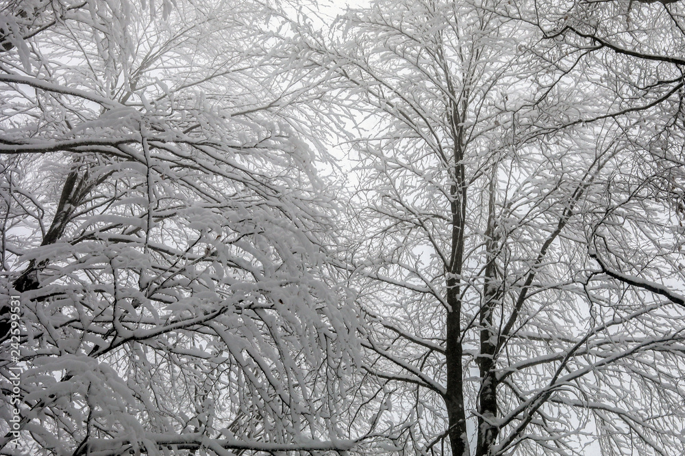Beautiful Winter Forrest Nature Landscape. Branches of Trees Covered White Clean Snow Beautiful Winter Forrest Nature Landscape. Branches of Trees Covered White Clean Snow