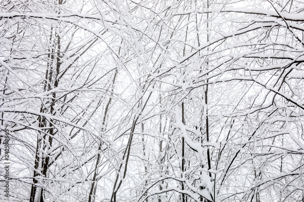 Beautiful Winter Forrest Nature Landscape. Branches of Trees Covered White Clean Snow Beautiful Winter Forrest Nature Landscape. Branches of Trees Covered White Clean Snow
