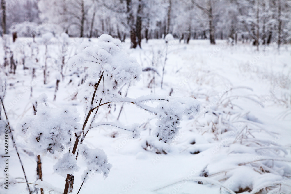 Beautiful forest after a snowfall. Beautiful forest after a snowfall.