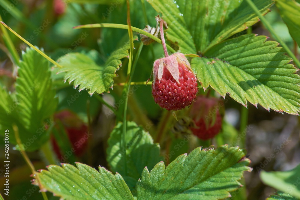 strawberries in the meadov strawberries in the meadov