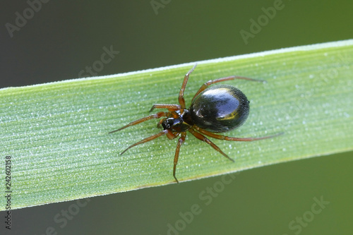 Linyphiidae, commonly called sheet weavers or money spiders photo