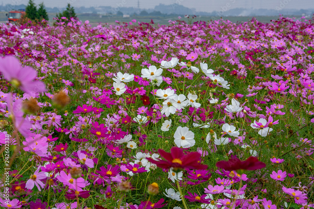 Naklejka premium コスモス