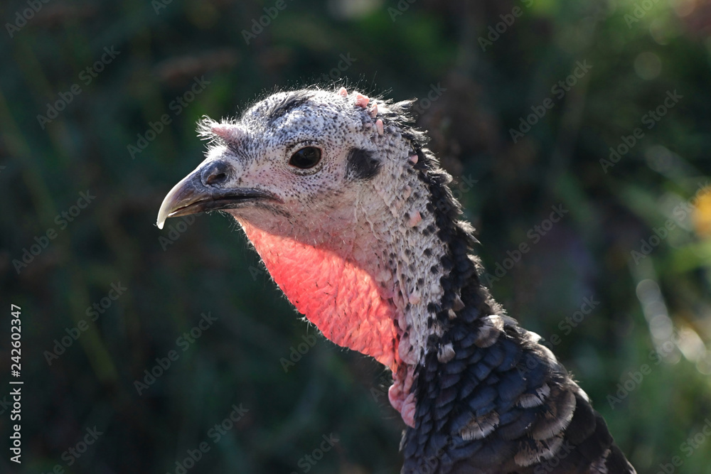 Domestic turkey, Meleagris gallopavo, of the race Domestic turkey, Meleagris gallopavo, of the race