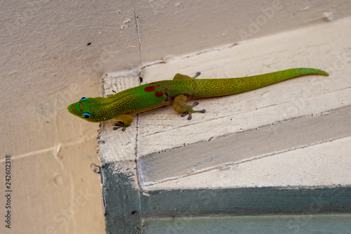 A colorful gecko hangs on a wall