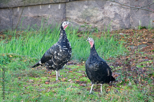 Domestic turkey, Meleagris gallopavo, of the race "Spanish Black"
