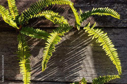 Fototapeta Vertical fern garden