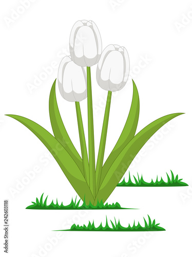 Illustration of Isolated tulips flowers