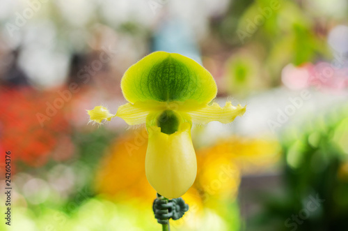 close up of beautiful paphiopedilum orchid, Paphiopedilum primulinum photo