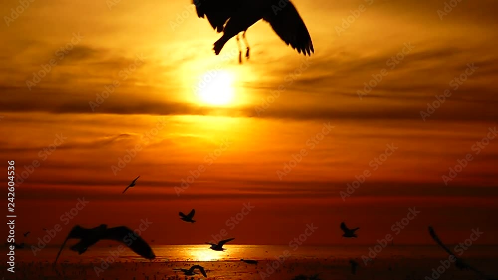 HD 1080p super slow seagulls fly beautiful full sunset sunlight sky beach background travel tourist.