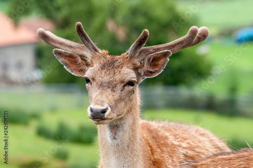 ciervo con cornamenta peluda de la muda © Ruten