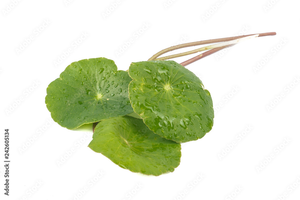 Asiatic Leaf Herb gotu kola, indian pennywort, centella asiatica, tropical herb isolated on white background. ayurveda herbal medicine inhibited or slowed growth of cancer cells Help prevent cancer Asiatic Leaf Herb gotu kola, indian pennywort, centella asiatica, tropical herb isolated on white background. ayurveda herbal medicine inhibited or slowed growth of cancer cells Help prevent cancer